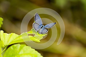 Dark grass blue Lycaenidae photo