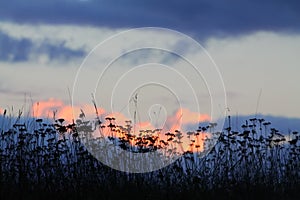 Dark grass, sunset in the background