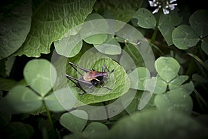 Dark grasshoper on a leaf.