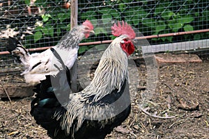 Dark gray black and white Rooster and chickens on the farm.