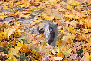a dark gray cat in autumn foliage in the park