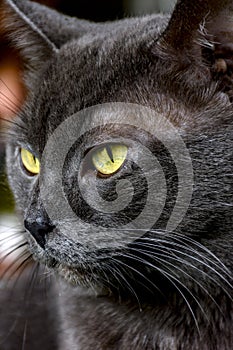Dark gray cat closeup