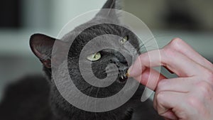 A dark gray cat with green eyes happily licks a pill from a human's hand