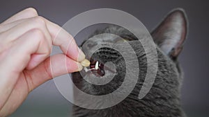 A dark gray cat with green eyes happily licks a pill from a human's hand.