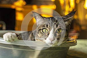 Dark gray cat lying in a small leaf