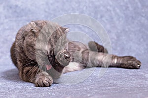 A dark gray cat of the Scottish fold breed is lying around and licking his pink tongue