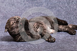 A dark gray cat of the Scottish fold breed is lying around and licking his pink tongue