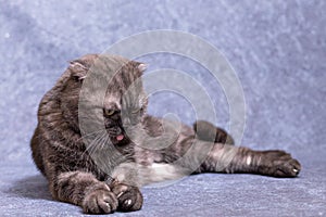 A dark gray cat of the Scottish fold breed is lying around and licking his pink tongue
