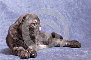 A dark gray cat of the Scottish fold breed is lying around and licking his pink tongue