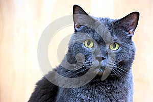 A dark gray cat of the straight-eared Scottish breed looks straight at you with his yellow round eyes.