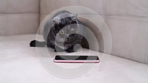 Dark gray cat watching the game for cats on phone