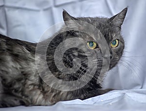 Dark gray cat with yellow eyes