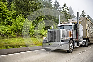 Dark gray classic big rig semi truck with turned on lights transporting semi trailer for transporting animals running on the foggy photo