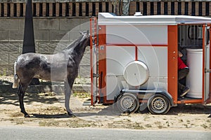 A dark gray horse leaves the horse trailer or enters the horse trailer photo