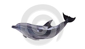 Dark gray isolated dolphin