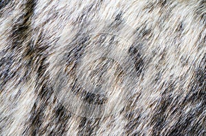 Fur texture Mink fur alpha photo