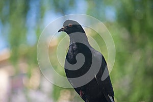 A dark gray ordinary urban pigeon with a crippled foot sits on the green background