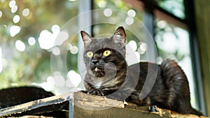 Dark gray striped cat lying in the room