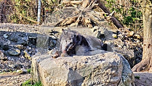Dark gray wolf licking his paws lying on a stone in the forest
