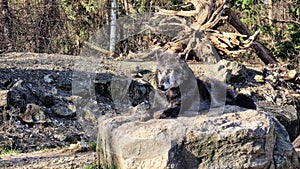 Dark gray wolf licking lying on a stone in the forest