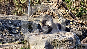 Dark gray wolf wachend lying on a stone in the forest