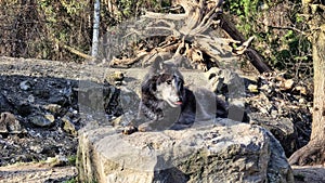 Dark gray wolf wachend lying on a stone in the forest