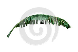 Dark Green banana leaves placed on a white background, clipping path included, can be used as background and wallpaper