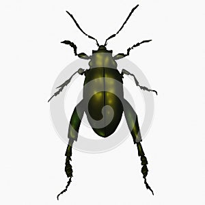 Dark Green Beetle Insect Arthropod Variation 10 Isolated, Transparent Background