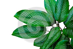 Dark green Calathea ornata (Pin-stripe calathea) leaves tropical foliage houseplant isolated on white background