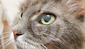 Dark green cat`s eye close-up. Gray adult longhair cat series. Cat head close-up on a white wall background. Cat`s look at the