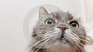 Dark green cat`s eye close-up. Gray adult longhair cat series. Cat head close-up on a white wall background. Cat`s look at the