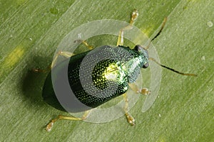 Dark green Coleoptera or beetle seen from above.