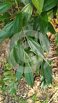 Dark green color leaves in the forest