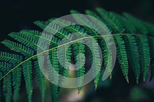 dark green down beautiful ferns leaves green foliage natural floral fern on dark