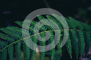 dark green down beautiful ferns leaves green foliage natural floral fern on dark