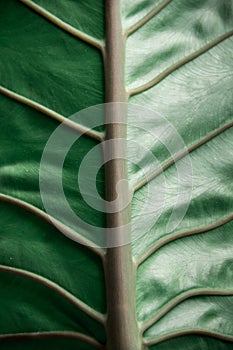 Dark green elephant ear leaf background