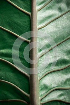 Dark green elephant ear leaf background