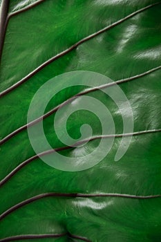 Dark green elephant ear leaf background