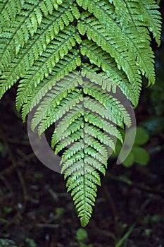A dark green fern leaf in New Zealand.