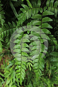 It is a dark green fern plant found in dark climates and lakes in wet zone forests.