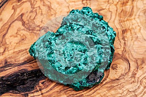 Dark green fibrous Malachite cluster from Shaba Province, Zaire on natural olive wood.