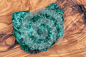 Dark green fibrous Malachite cluster from Shaba Province, Zaire on natural olive wood. photo