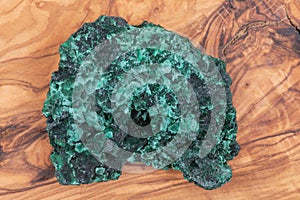 Dark green fibrous Malachite cluster from Shaba Province, Zaire on natural olive wood.