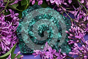 Dark green fibrous Malachite cluster from Shaba Province, Zaire, surrounded by purple lilac flower.