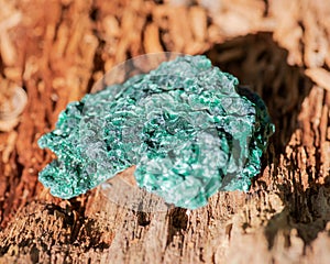 Dark green fibrous malachite cluster from Shaba Province, Zaire. On a tree bark in the forest