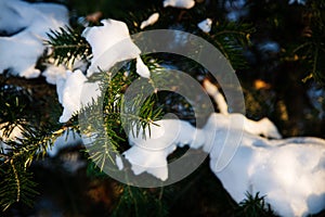 Dark green fir tree branches covered with snow, winter background