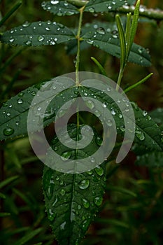 Dark green foliage of a healthy plant with raindrops.