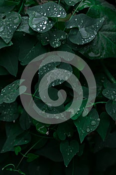 Dark green foliage of a healthy plant with raindrops. Green leaf with water drops