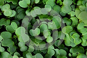 Dark green foliage of a healthy plant with rounded leaves