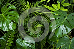 Dark green foliage nature background from clean tropical plant leaves